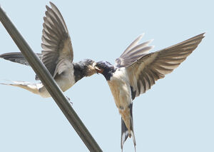 Hirondelle rustique 
&copy; Jules Fouarge
