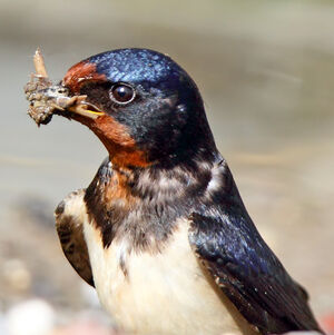 Hirondelle rustique 
&copy; Jules Fouarge