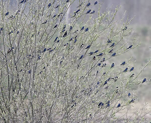 Hirondelle rustique 
&copy; Jules Fouarge