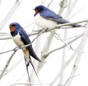Barn Swallow