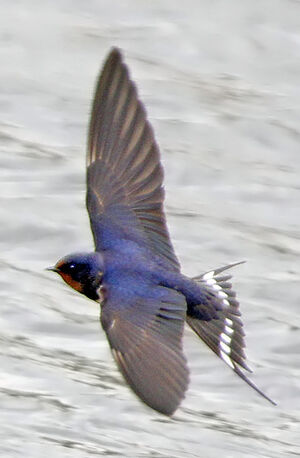Hirondelle rustique 
&copy; Jules Fouarge