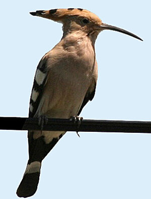 Eurasian Hoopoe 
&copy; Jules Fouarge