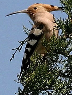 Eurasian Hoopoe 
&copy; Jules Fouarge