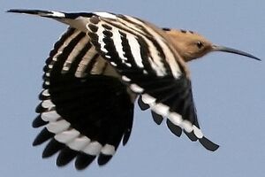 Eurasian Hoopoe 
&copy; Jules Fouarge