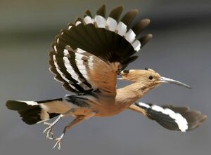 Eurasian Hoopoe 
&copy; Jules Fouarge