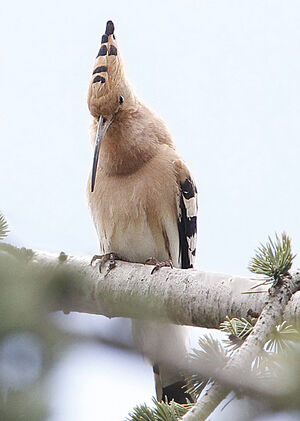 Eurasian Hoopoe 
&copy; Jules Fouarge