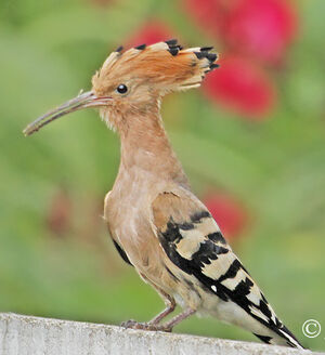Eurasian Hoopoe 
&copy; Jules Fouarge
