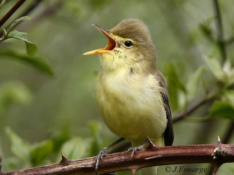 Melodious Warbler male adult