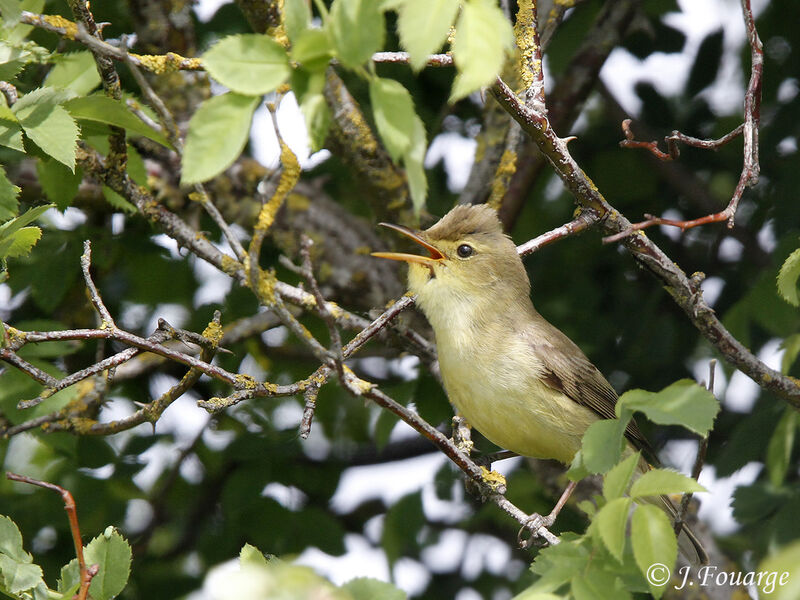 Melodious Warbler male adult, identification, Reproduction-nesting, song