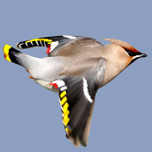 Bohemian Waxwing 
&copy; Jules Fouarge