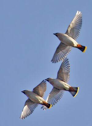 Bohemian Waxwing