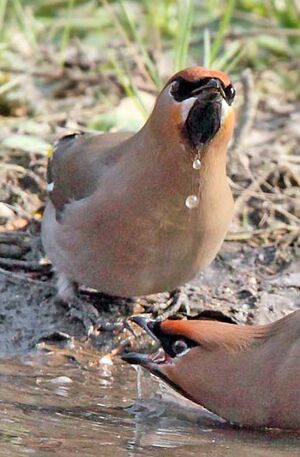 Bohemian Waxwing