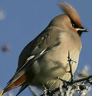 Bohemian Waxwing 
&copy; Jules Fouarge