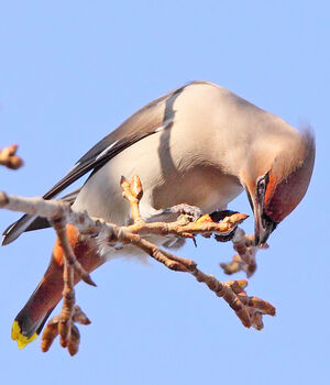 Bohemian Waxwing