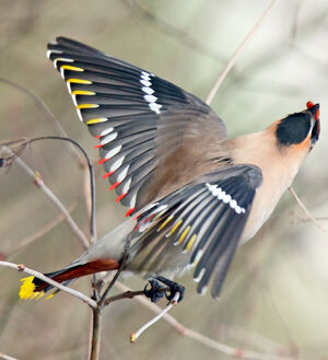 Bohemian Waxwing