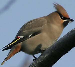 Bohemian Waxwing