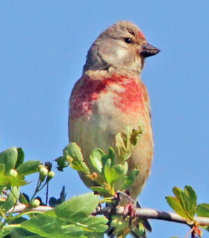 Linotte mélodieuse
