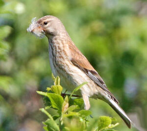 Linotte mélodieuse
