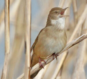 Savi's Warbler