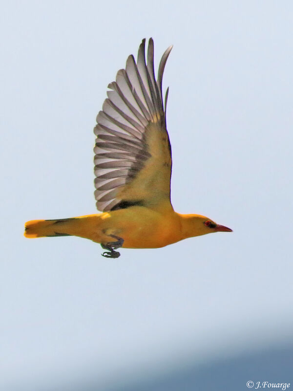 Eurasian Golden Orioleadult, Flight