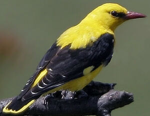 Eurasian Golden Oriole