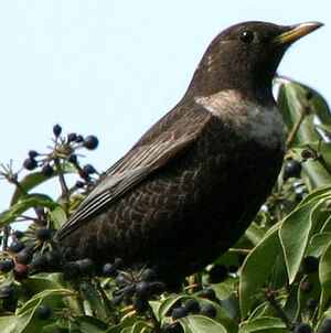 Ring Ouzel 
&copy; Jules Fouarge
