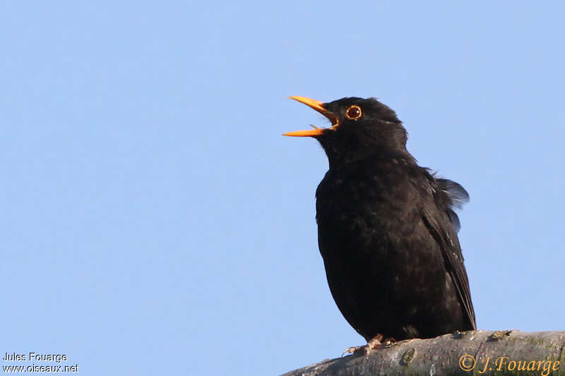 Common Blackbird male adult, song, Behaviour