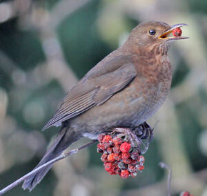 Common Blackbird