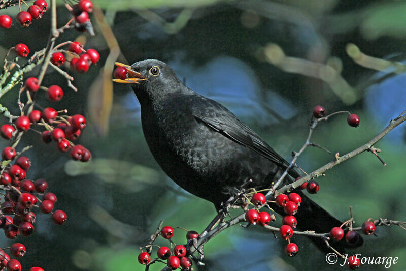 Common Blackbird male, identification, feeding habits, Behaviour