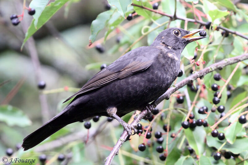 Common Blackbird male juvenile
