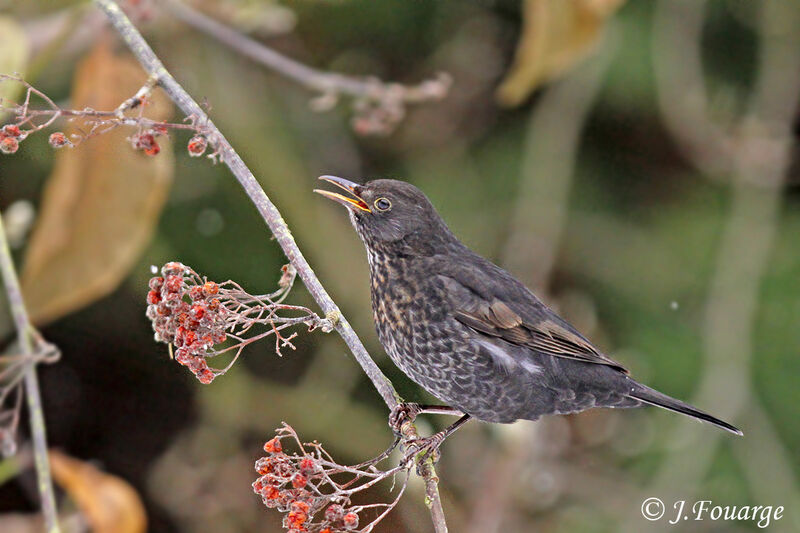 Common Blackbird female juvenile, identification, feeding habits