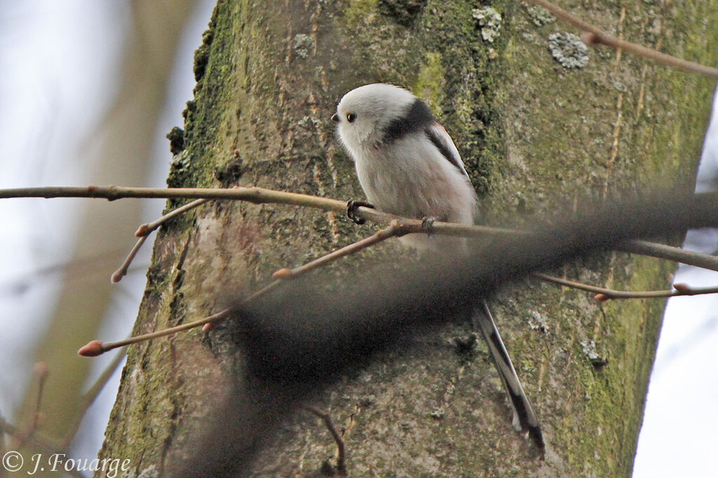 Mésange à longue queue - Aegithalos caudatus