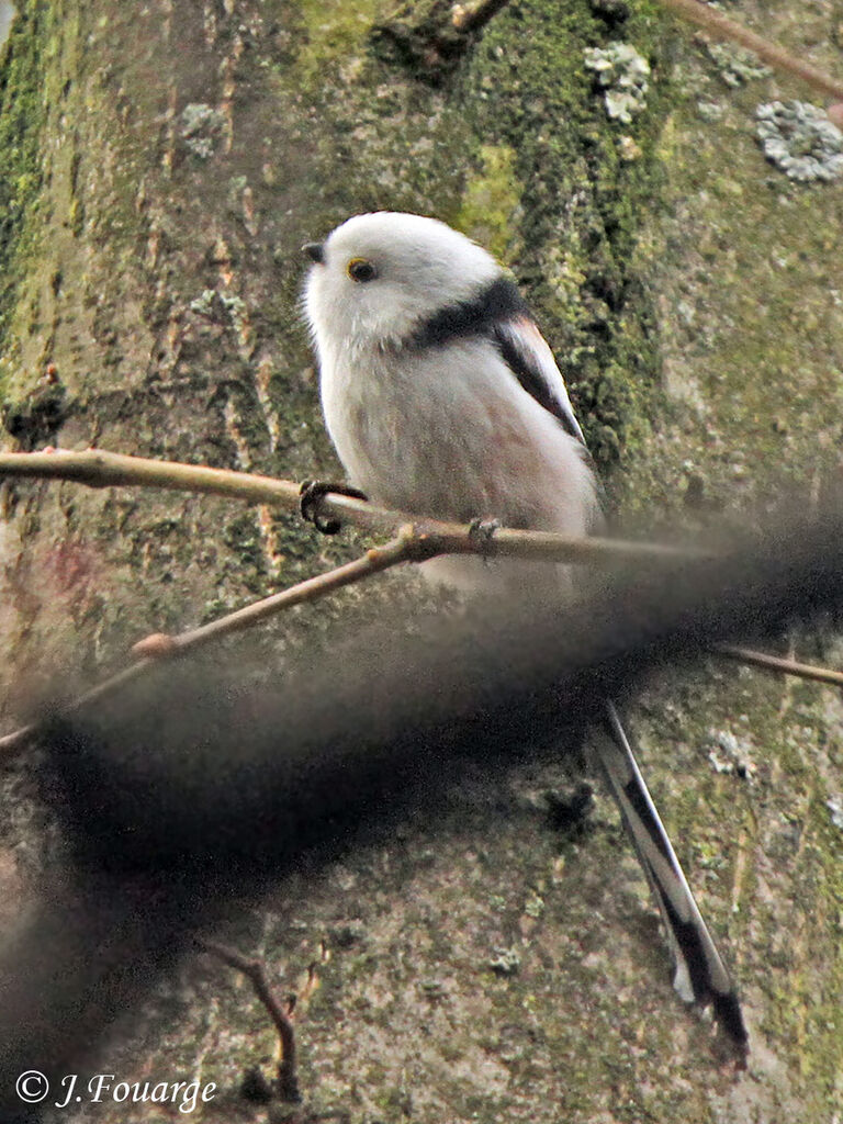 Mésange à longue queue - Aegithalos caudatus