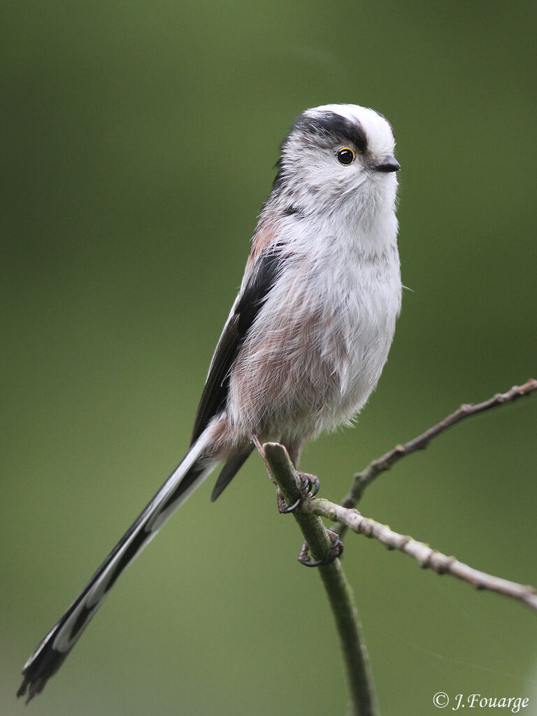 Mésange à longue queue - Aegithalos caudatus