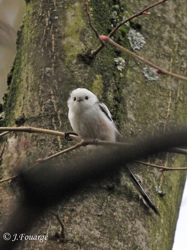 Mésange à longue queue - Aegithalos caudatus