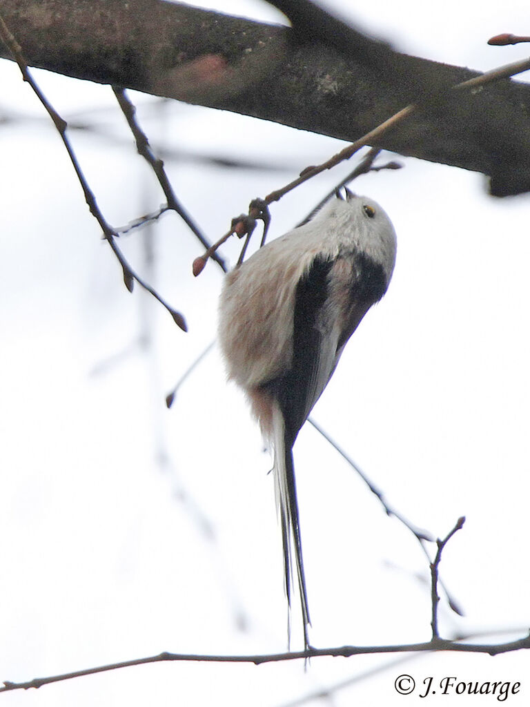 Mésange à longue queue - Aegithalos caudatus