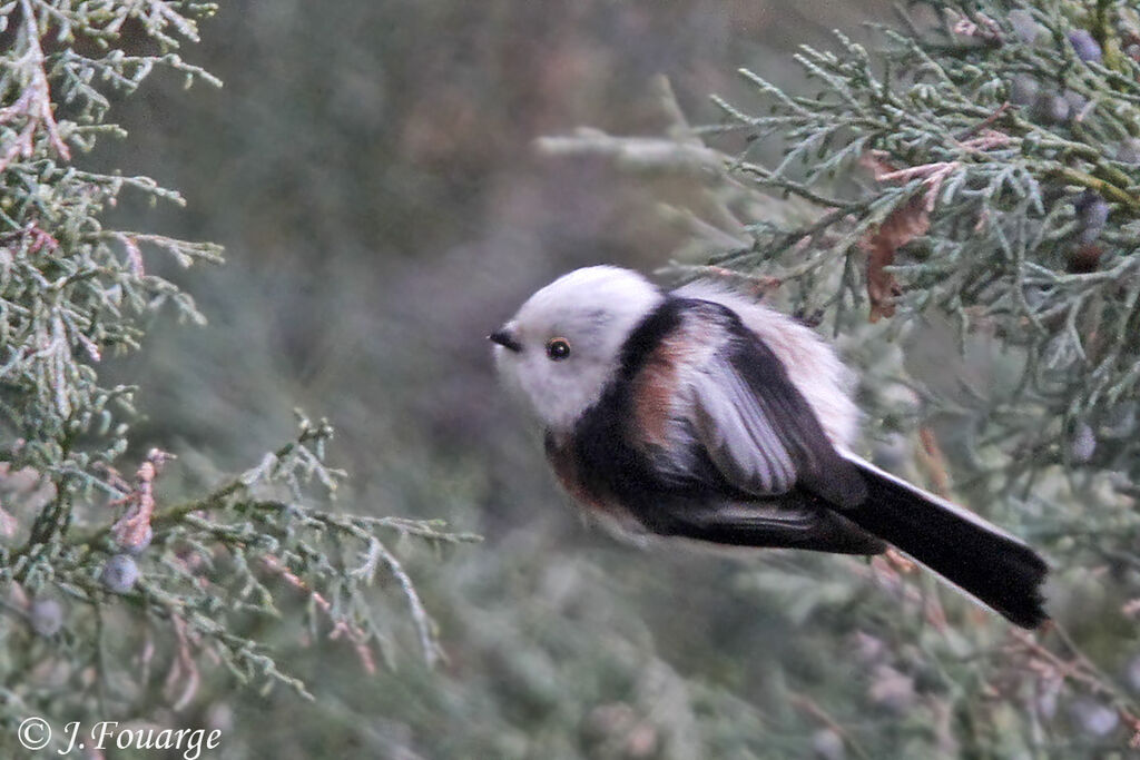 Mésange à longue queue - Aegithalos caudatus