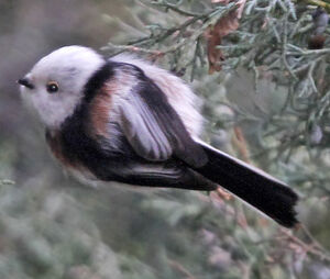Long-tailed Tit