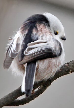 Long-tailed Tit