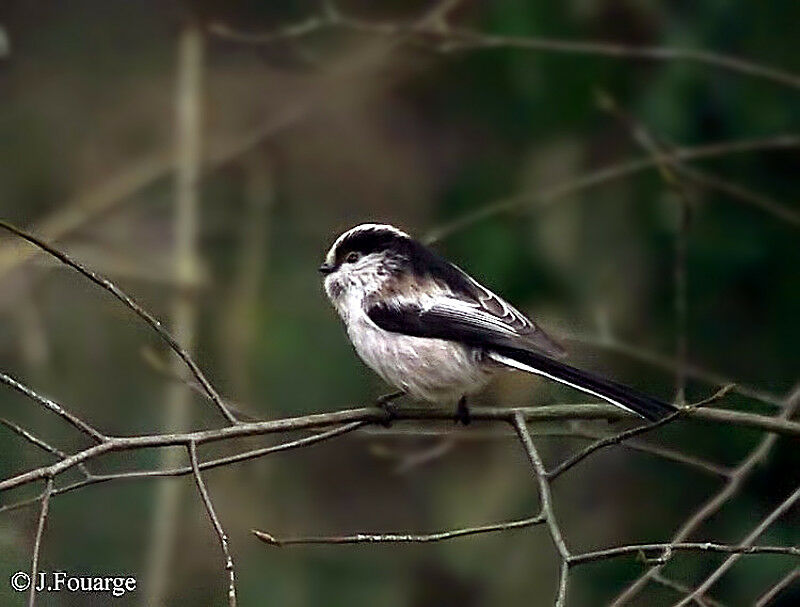 Mésange à longue queue - Aegithalos caudatus