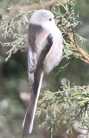 Long-tailed Tit