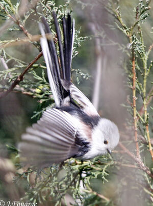 Long-tailed Tit