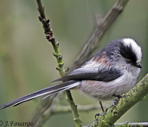 Long-tailed Tit
