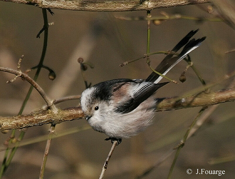 Mésange à longue queue - Aegithalos caudatus