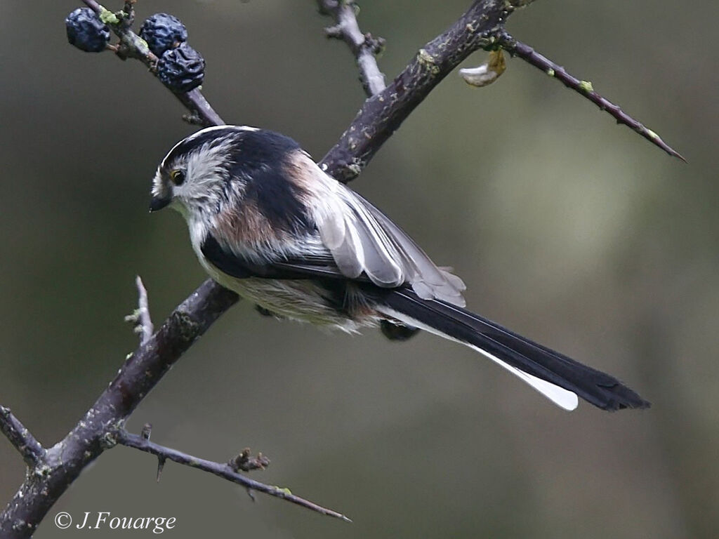 Mésange à longue queue - Aegithalos caudatus