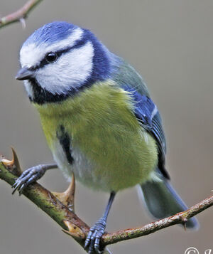 Eurasian Blue Tit
