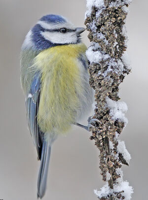 Eurasian Blue Tit
