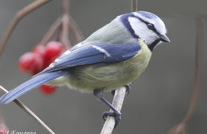 M�sange bleue 
&copy; Jules Fouarge