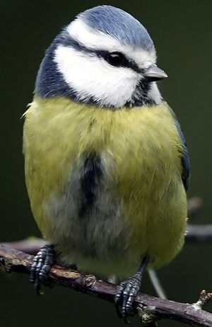 Eurasian Blue Tit
