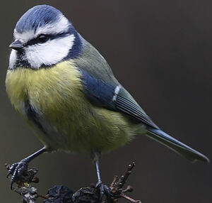 Eurasian Blue Tit